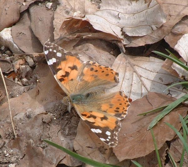 Vanessa cardui  M. Meta